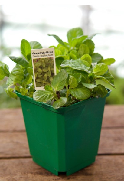 М’ята перцева Грейпфрутова листя